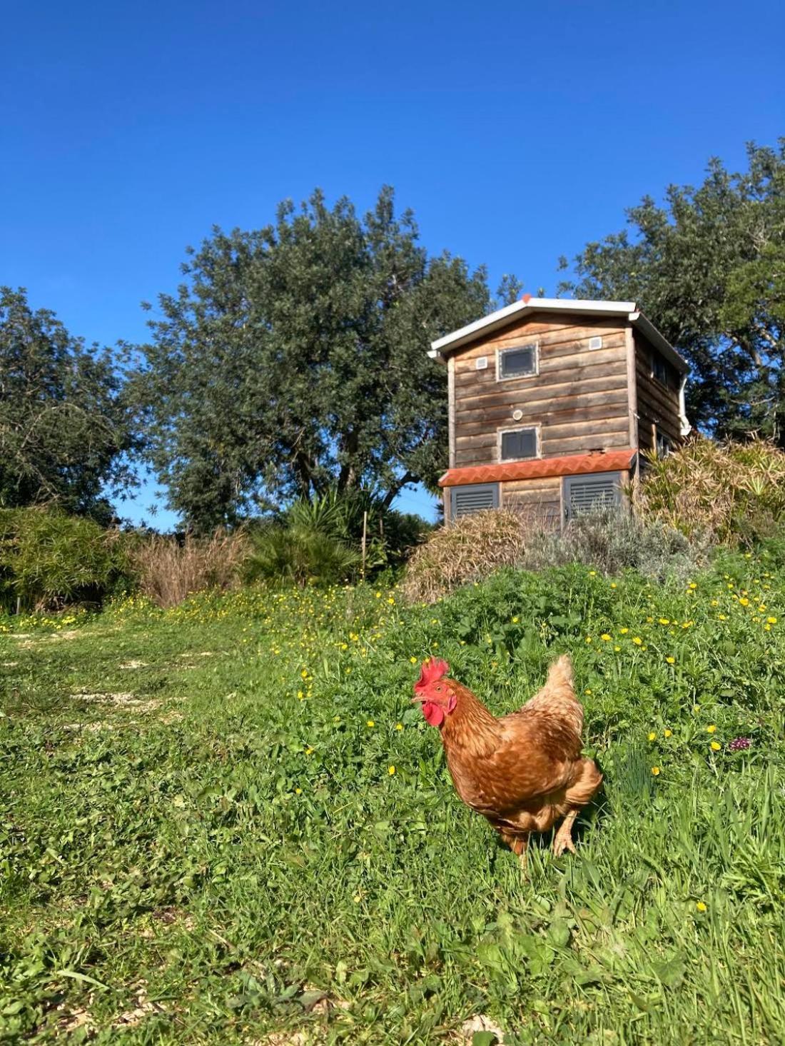 Tiny House Eco Resort Estevais Eksteriør bilde